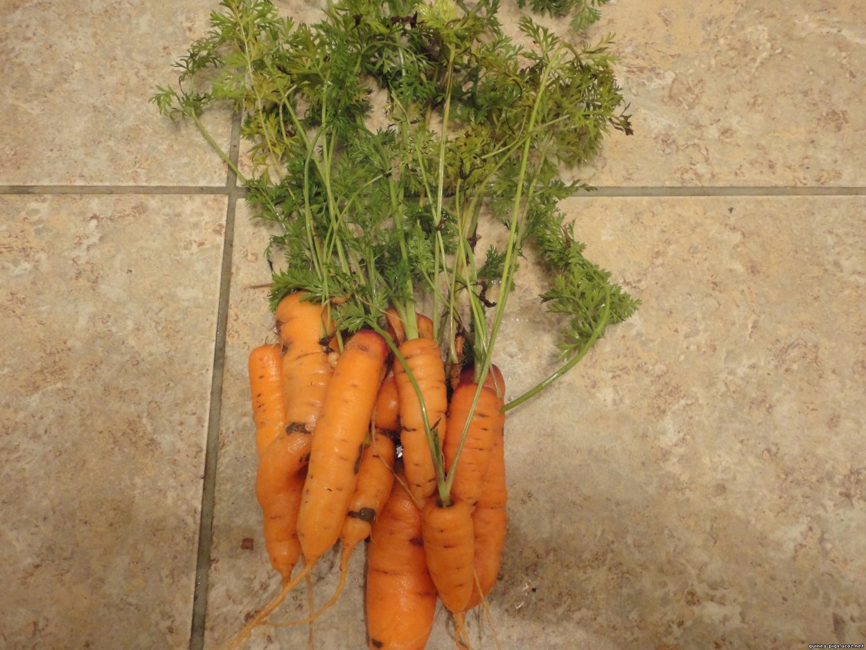 Морковь Лосиноостровская ботва