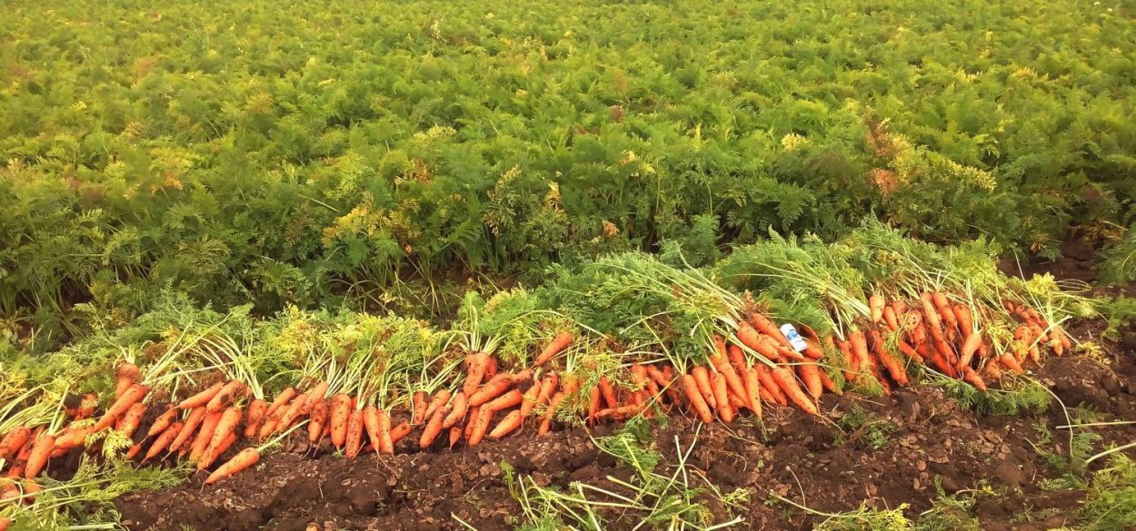 Морковь Абако всходы