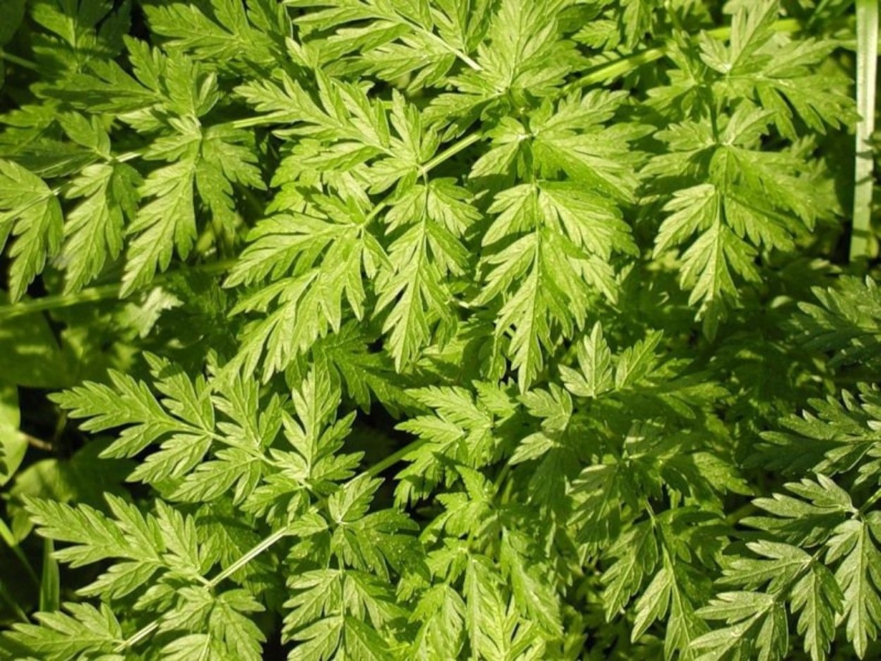 Морковник зелень