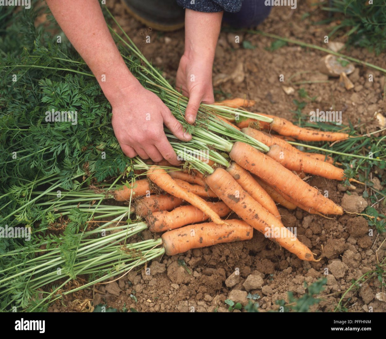 Как вырастить хороший урожай моркови. Морковь. Морковь на грядке. Урожай моркови. Морковь посевная.