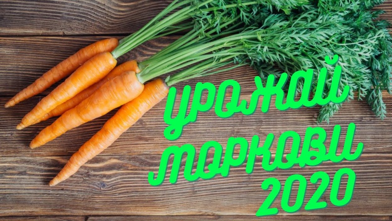 Морковь с ботвой