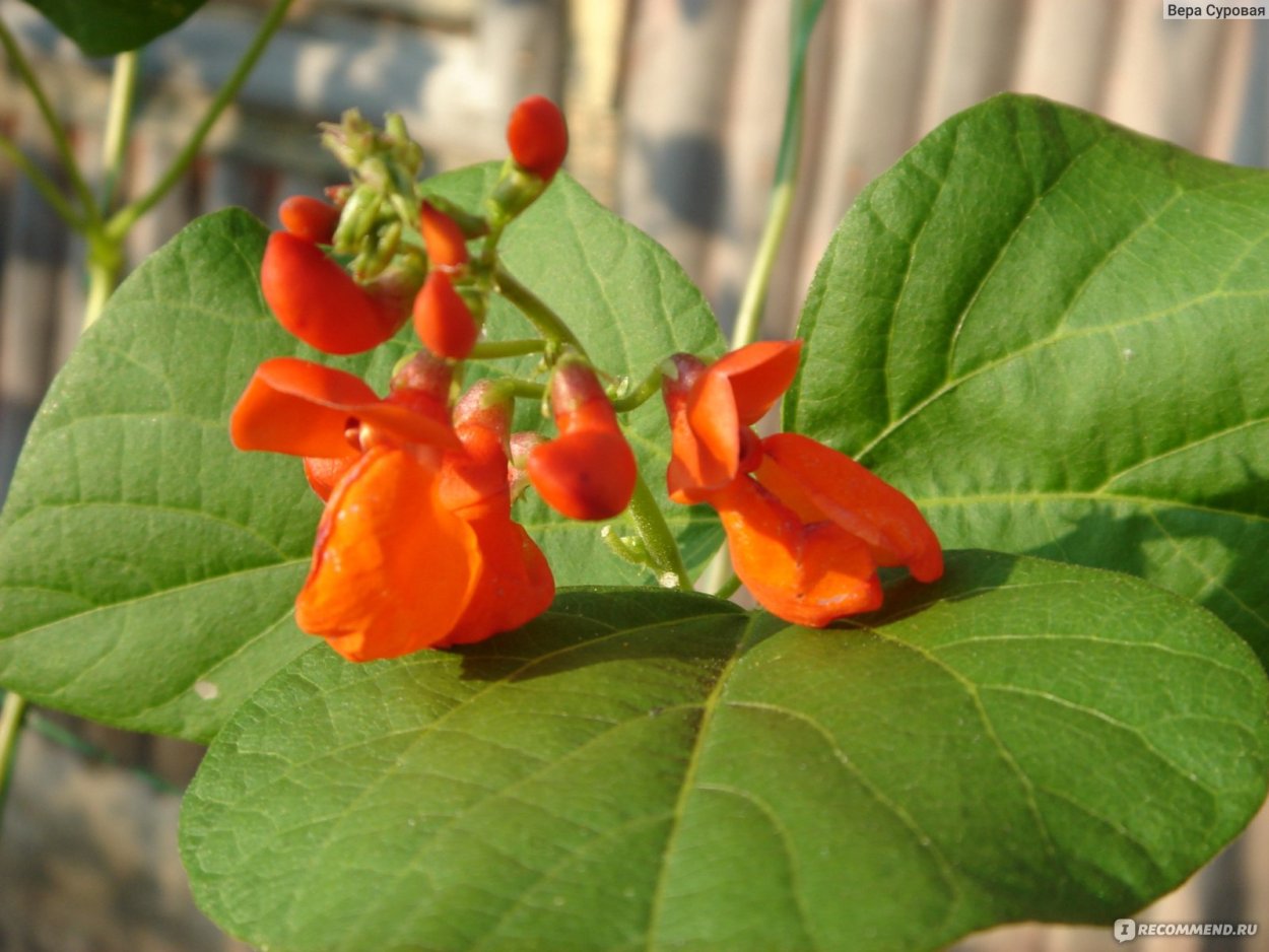 Фасоль огненно-красная (турецкие Бобы)