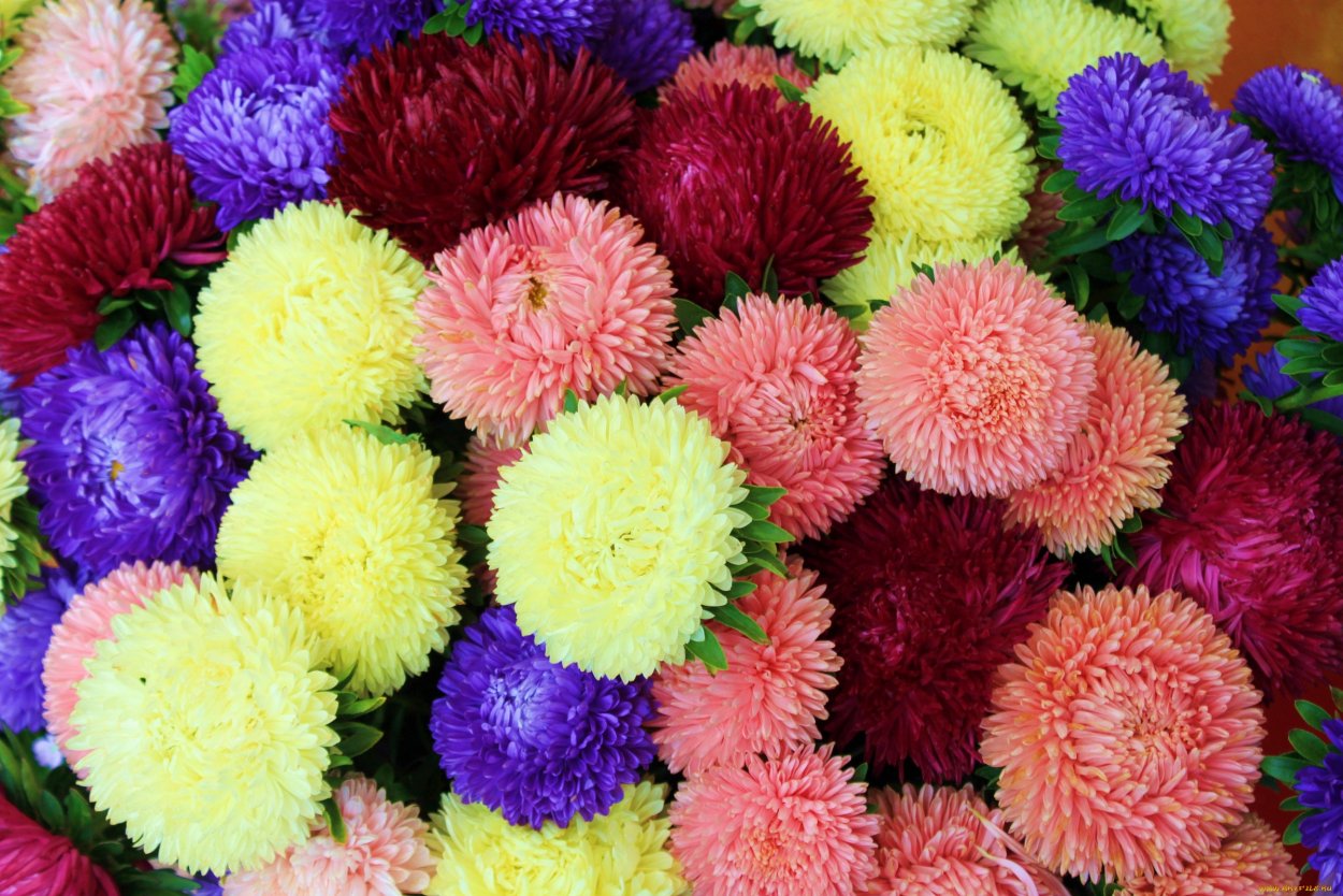 Астра игольчатая смесь