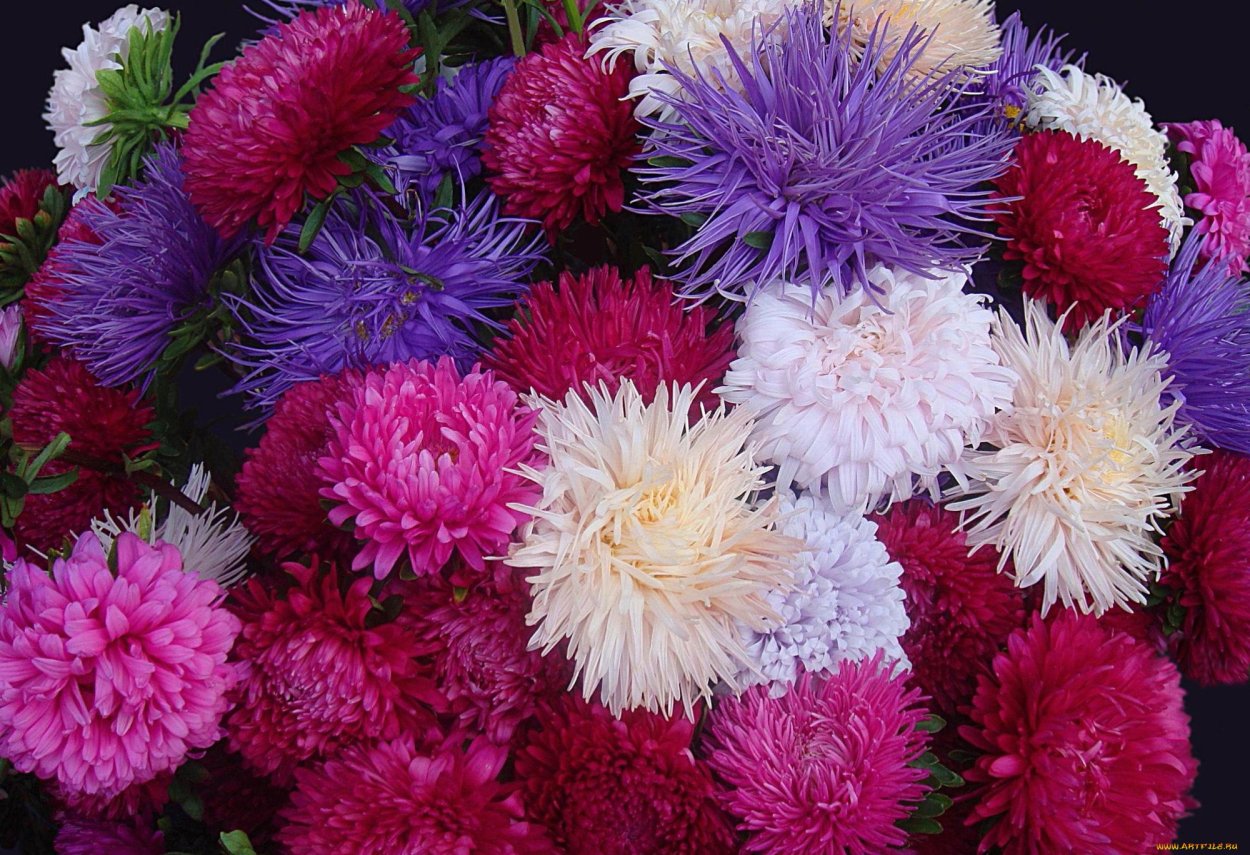 Астра однолетняя сорта «Риббон»