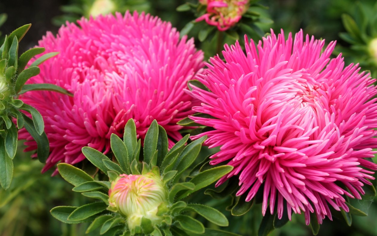 Астра игольчатая Уникум