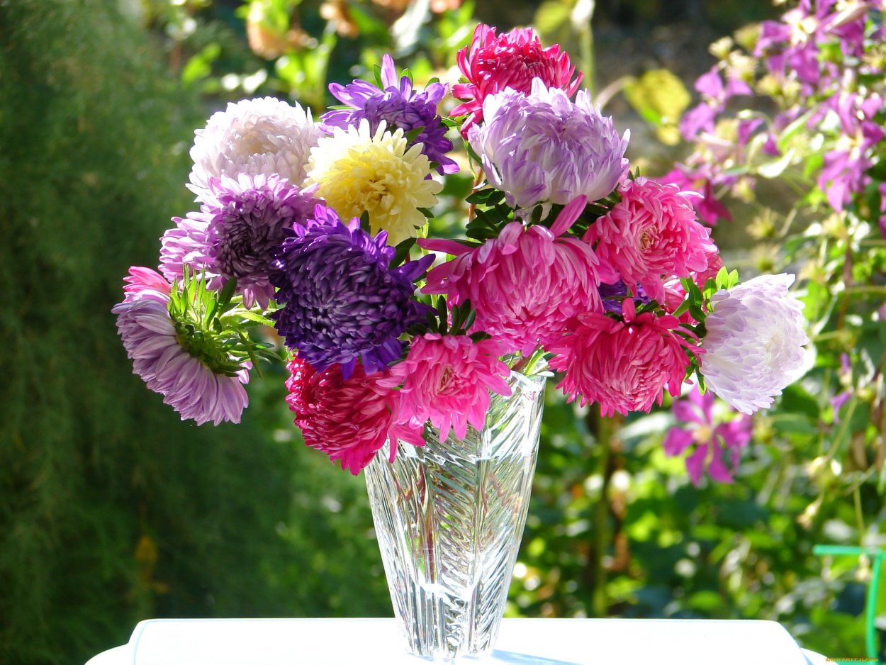 Астра Букетная