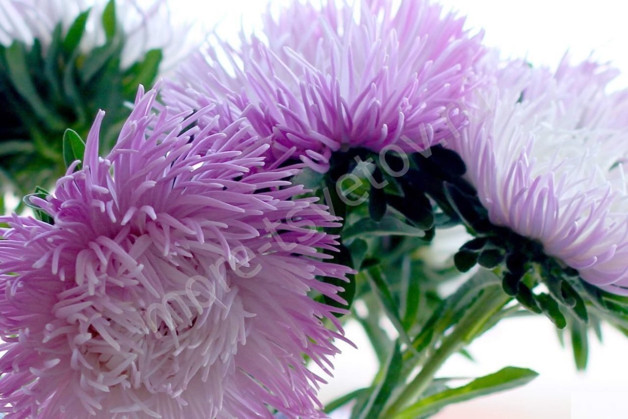 Астра игольчатая Страусово