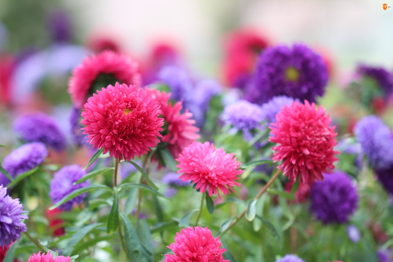 Астры луковичные