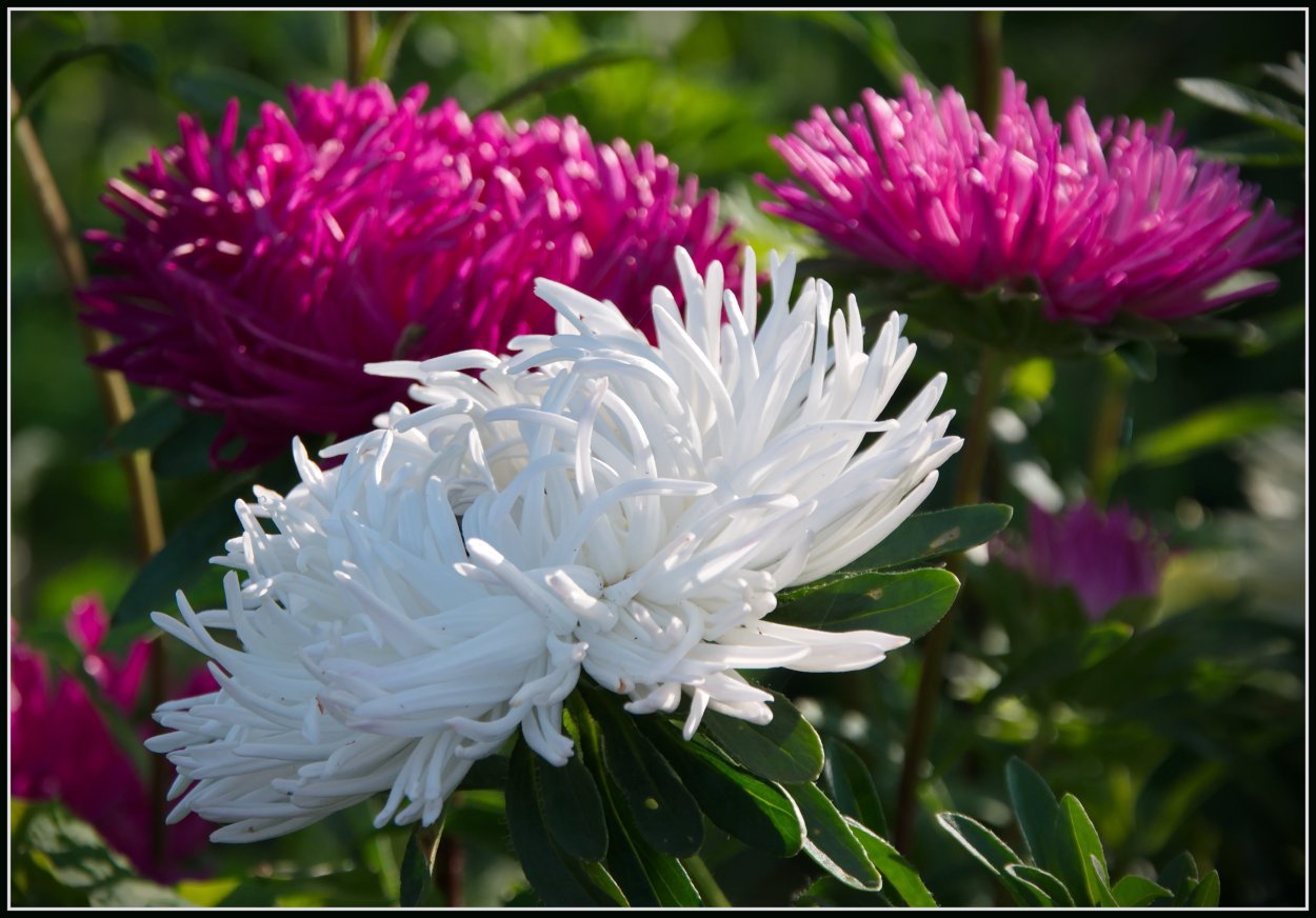 Астра пионовидная Катюша