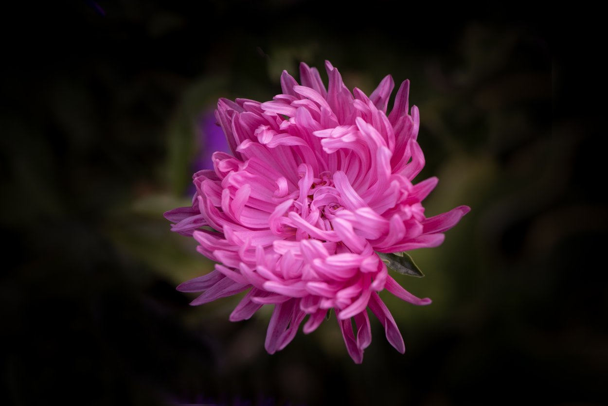 Обои на рабочий стол астры