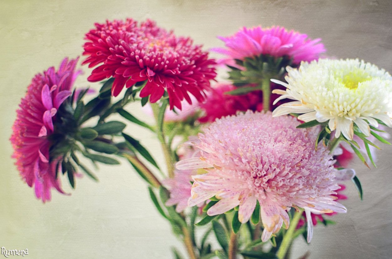 Астра розовый Ёжик