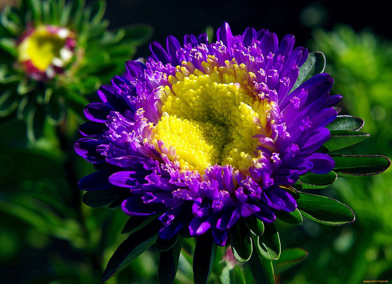 Астра цветение