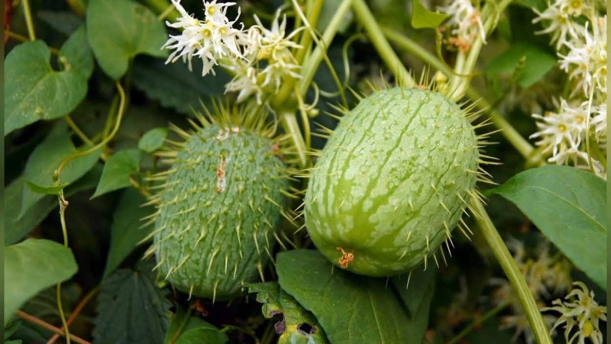 Домашний цветок бешеный огурец