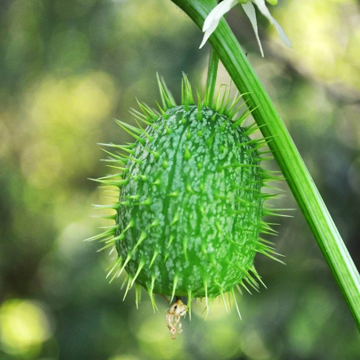 Эхиноцистис бешеный огурец