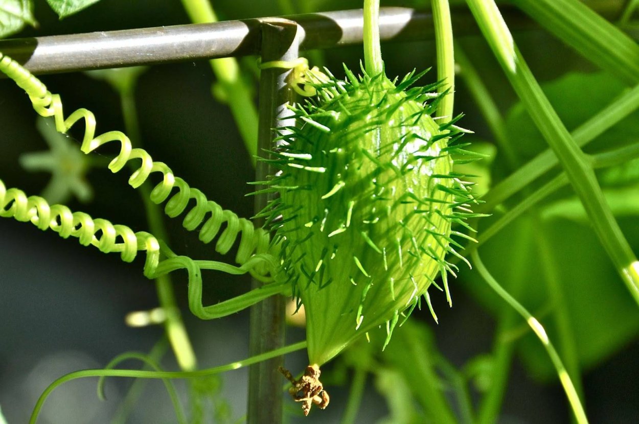 Ангурия антильский огурец