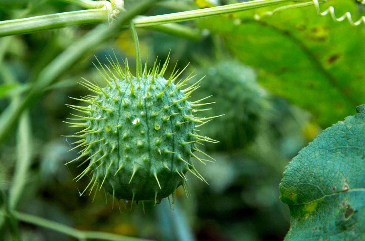 Бешеный огурец цветок