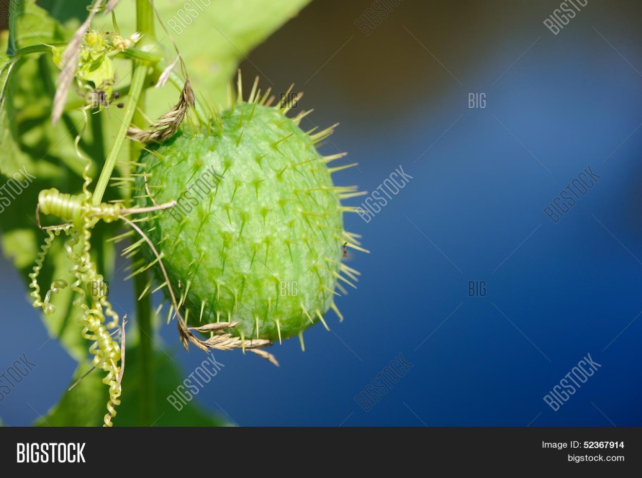 Оленьи рога шишки дикий огурец