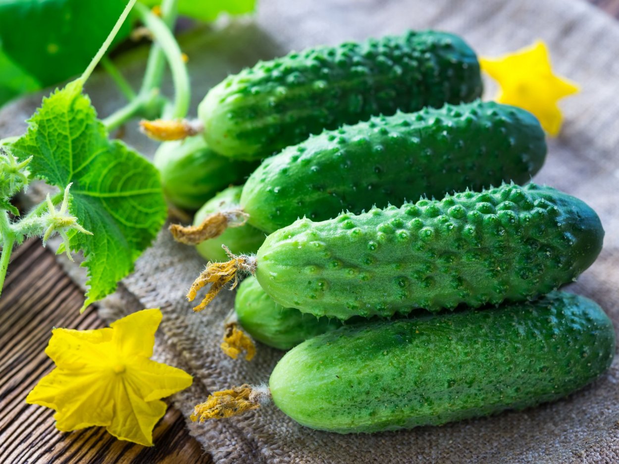 Огурец Эколь f1