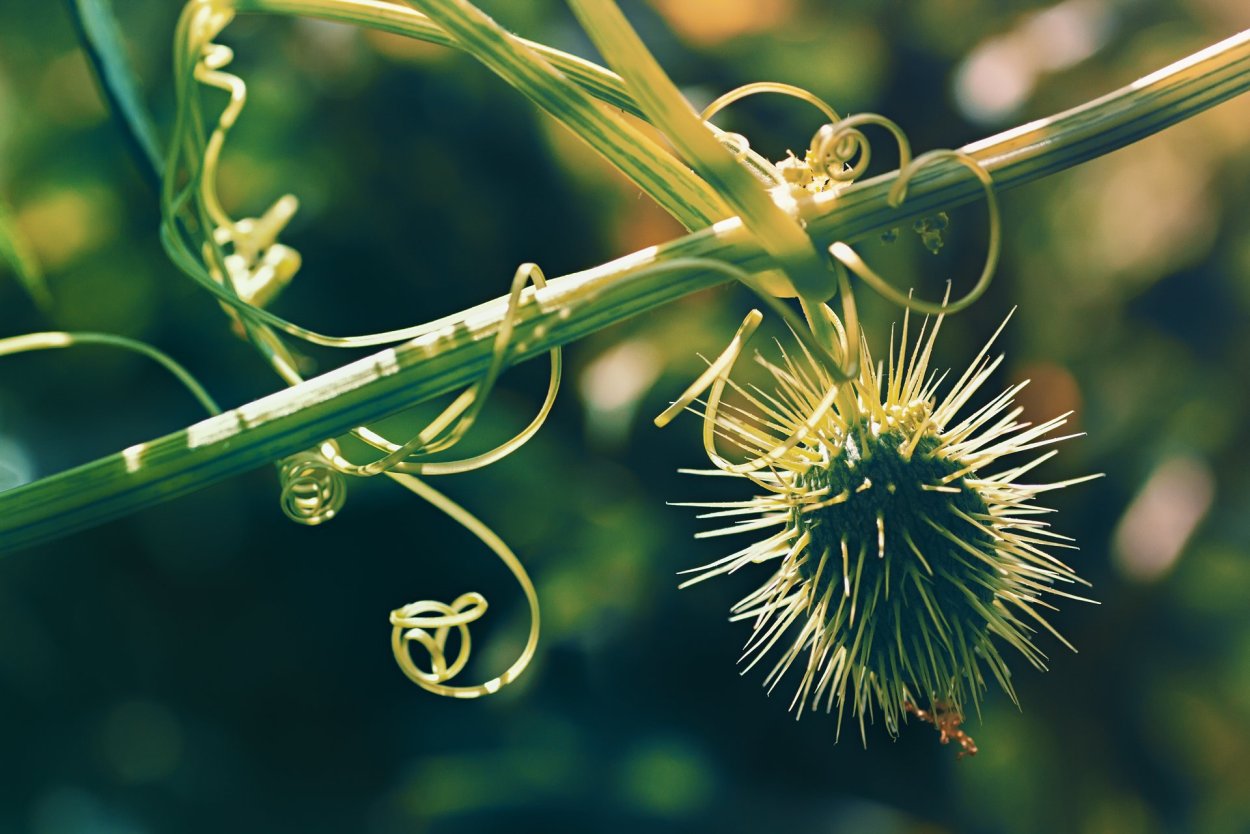 Бешеный огурец