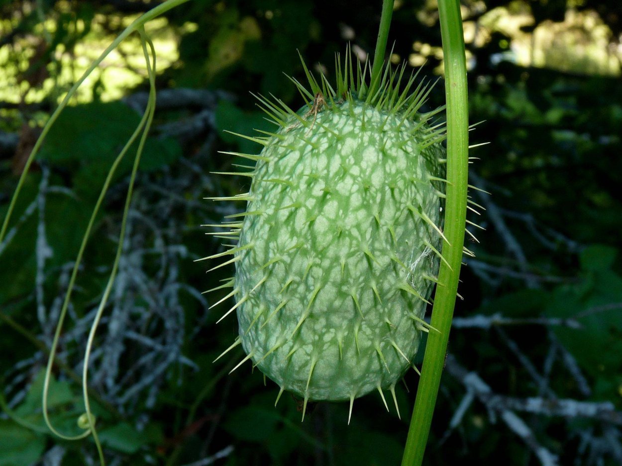 Вьюнок эхиноцистис