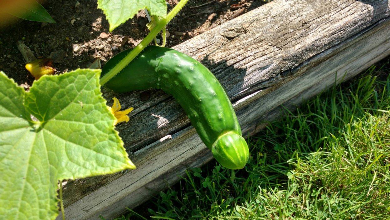 Огурцы тепличные