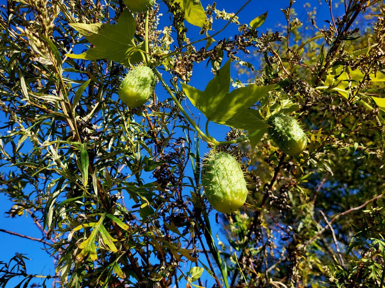 Дикий огурец