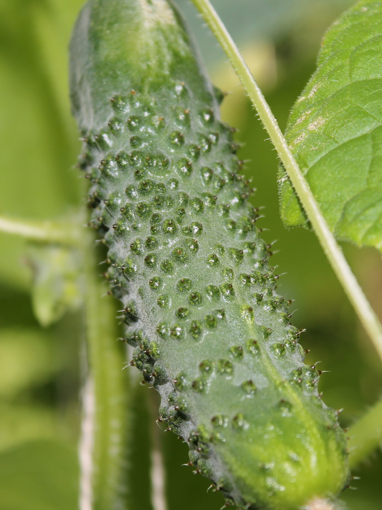 Сочный огурец