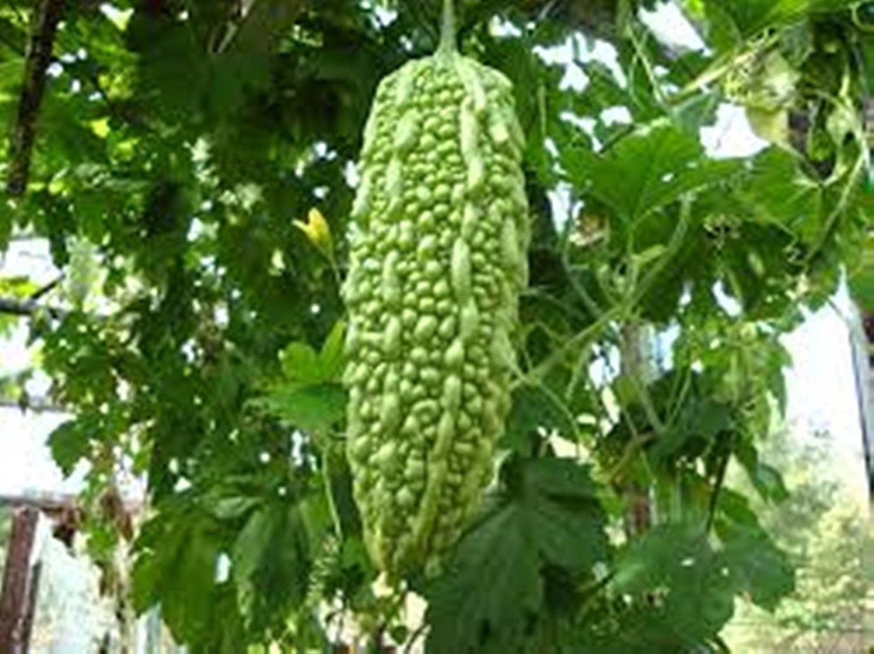 Лиана момордика