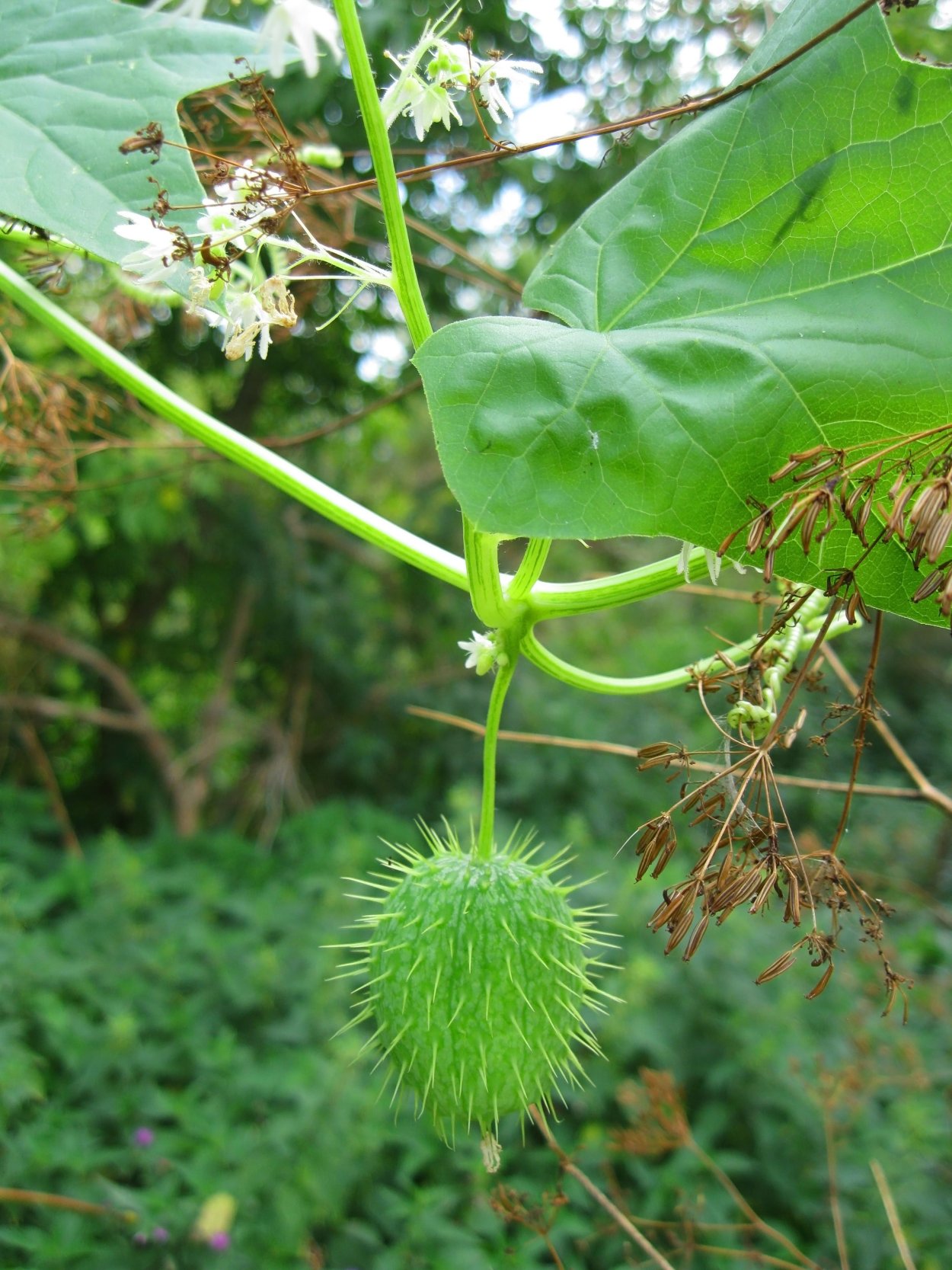 Дикий огурец Вьюнок