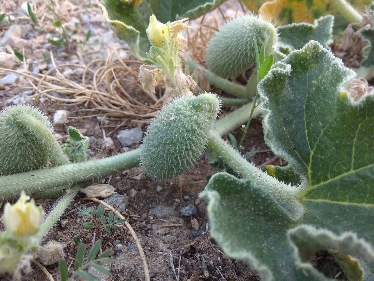 Бешеный огурец сухой