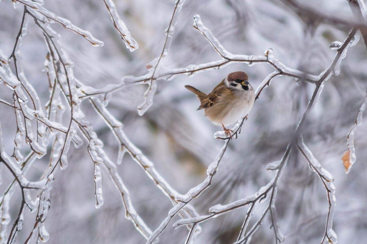 Птицы Подмосковья зимой