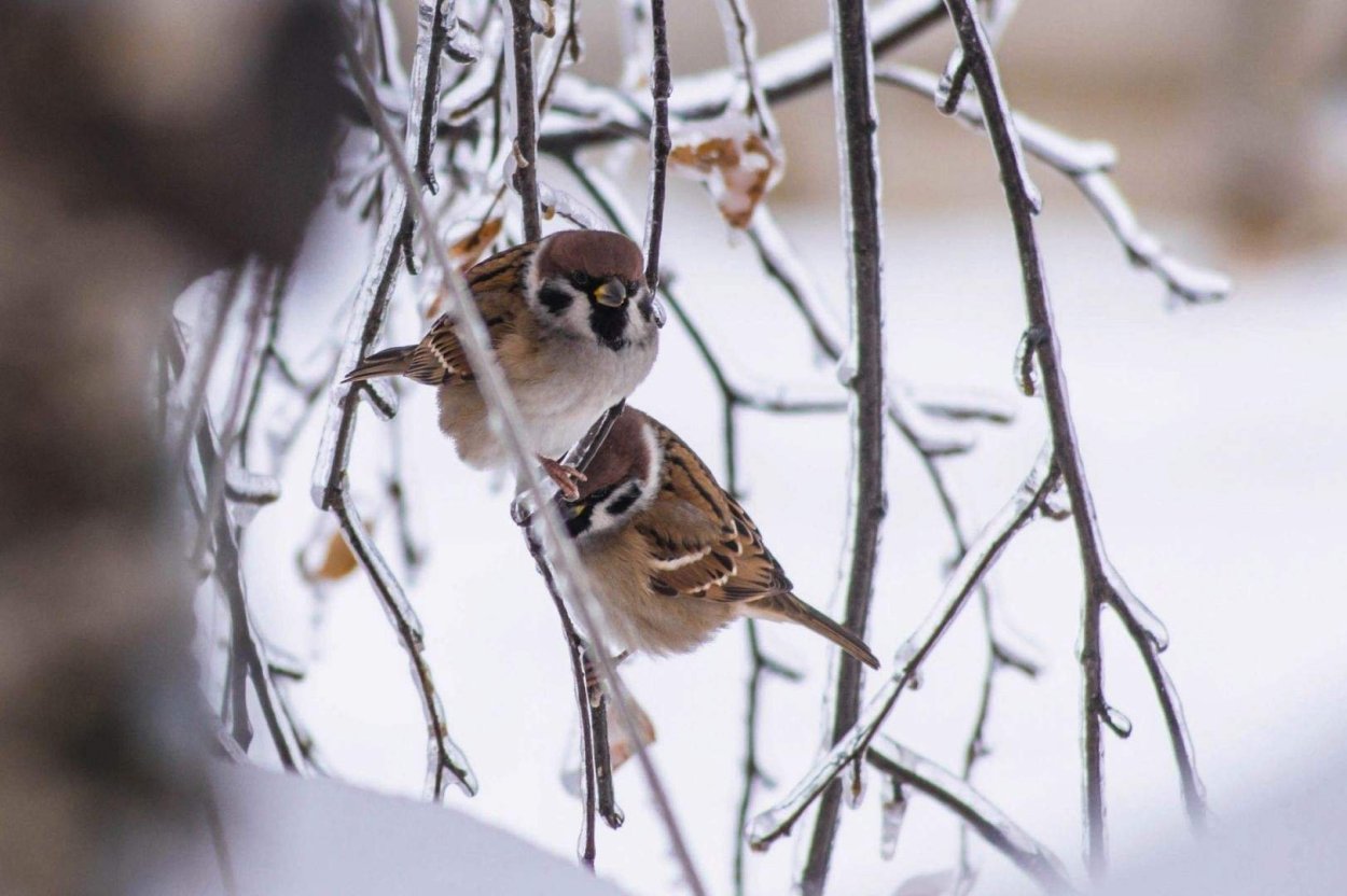 Воробьиный взгляд