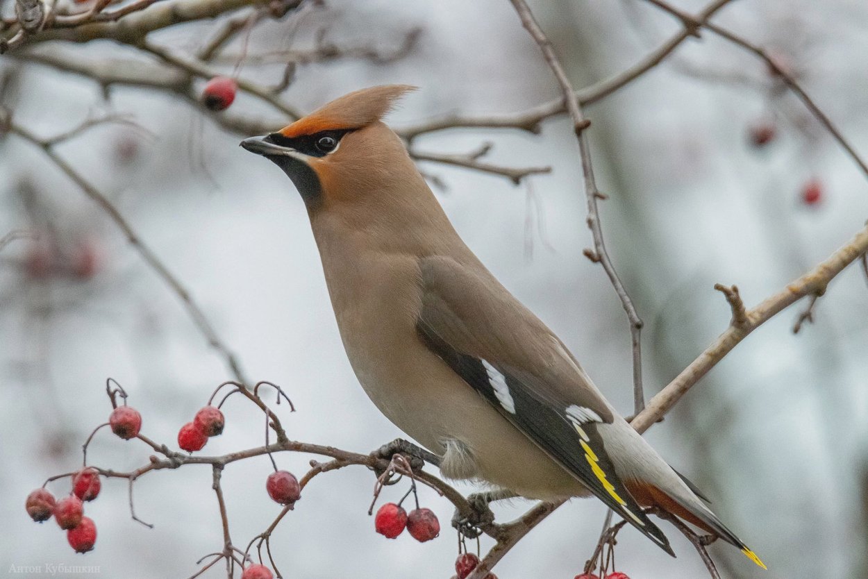 Зимние птицы с хохолком на голове