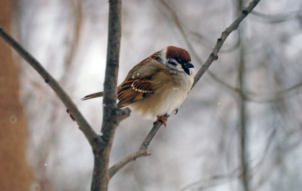Маленькая птичка зимой в Подмосковье