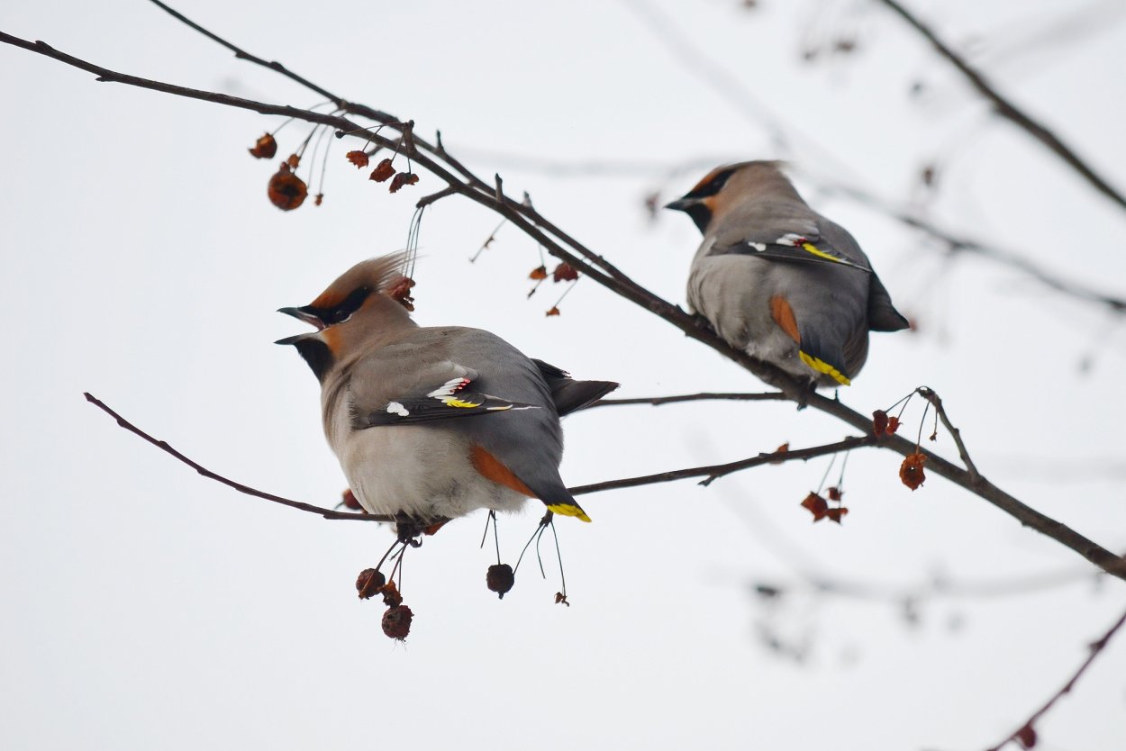 Свиристель на белом фоне