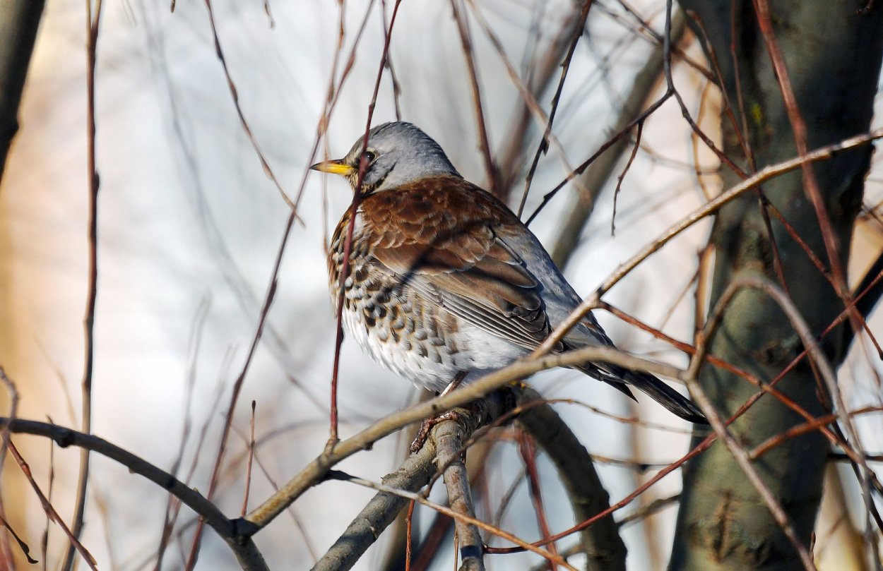 Кукша рябинник