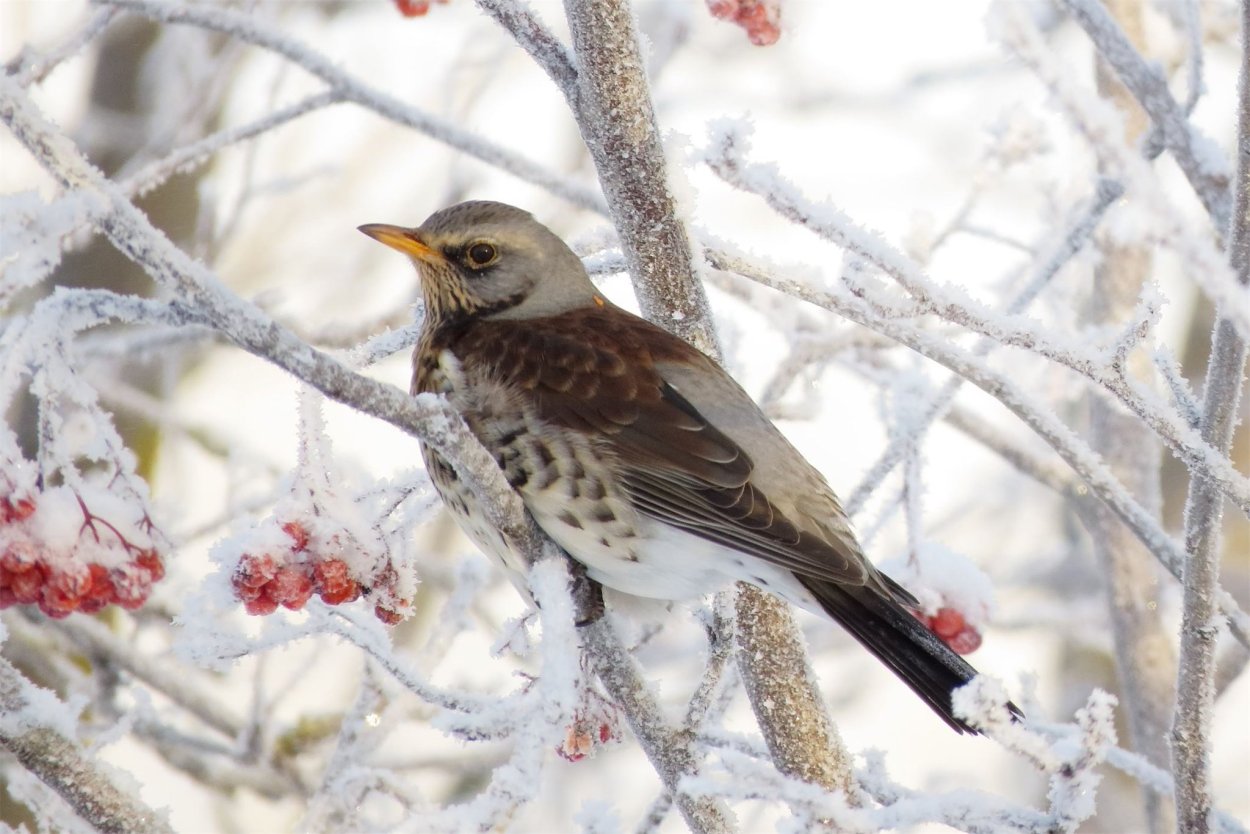 Кукша рябинник