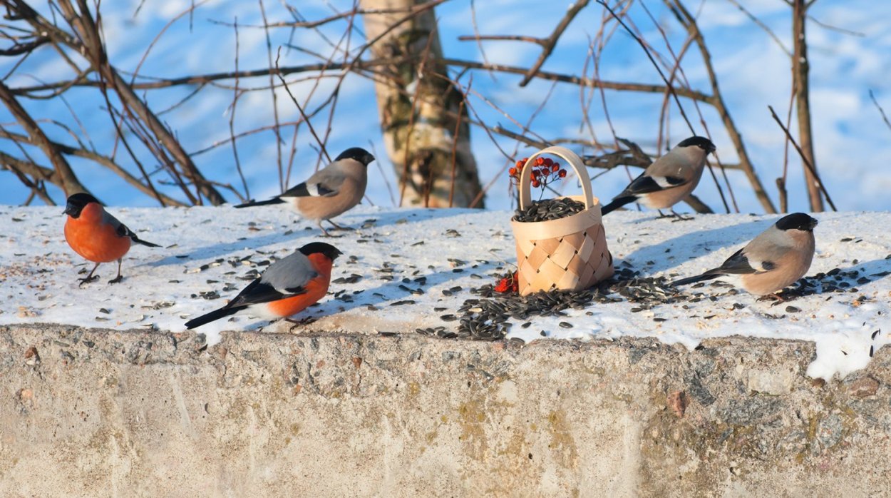 Зимние птицы Приамурья