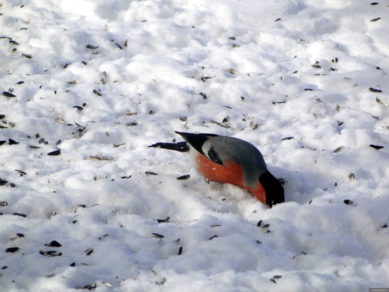 Птицы Подмосковья зимой