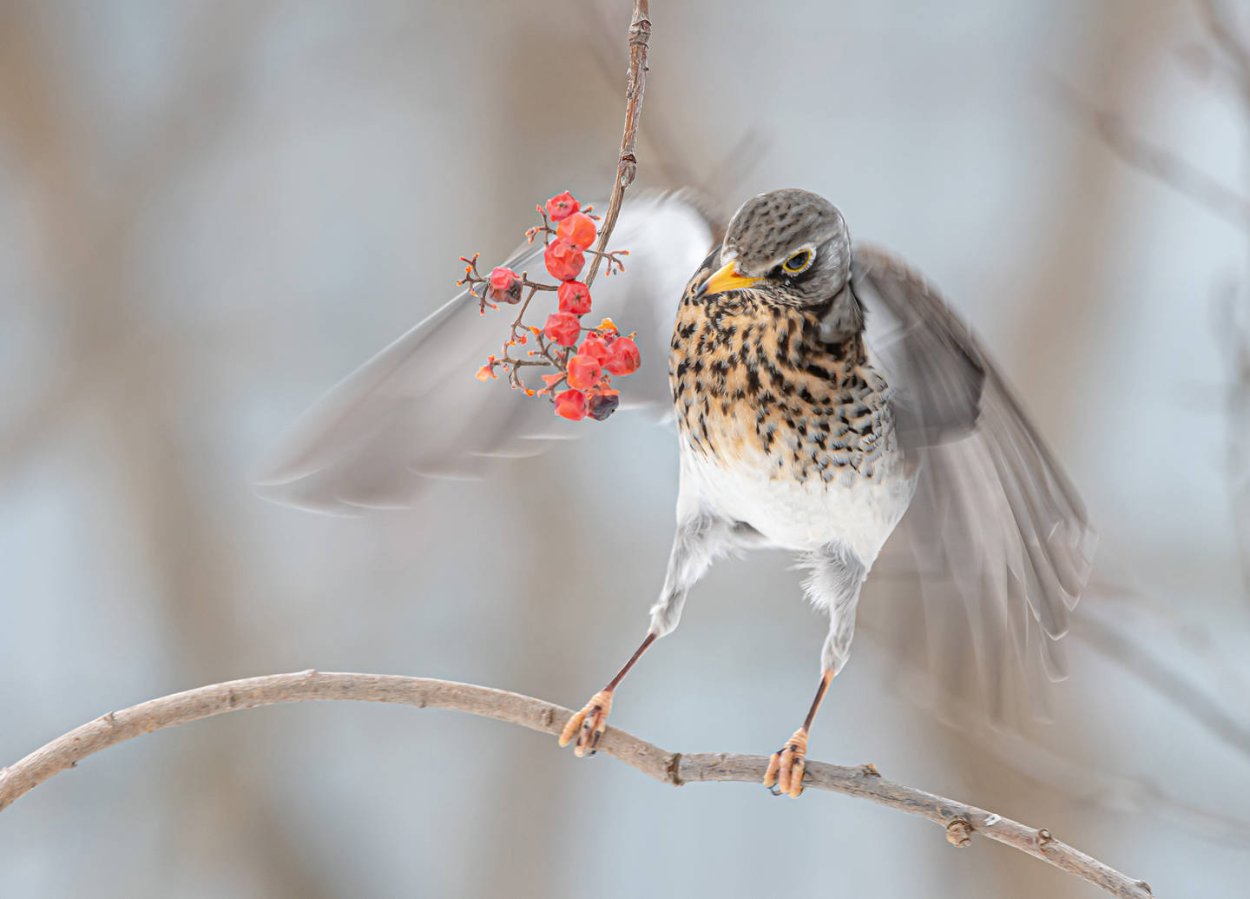Птица года 2022