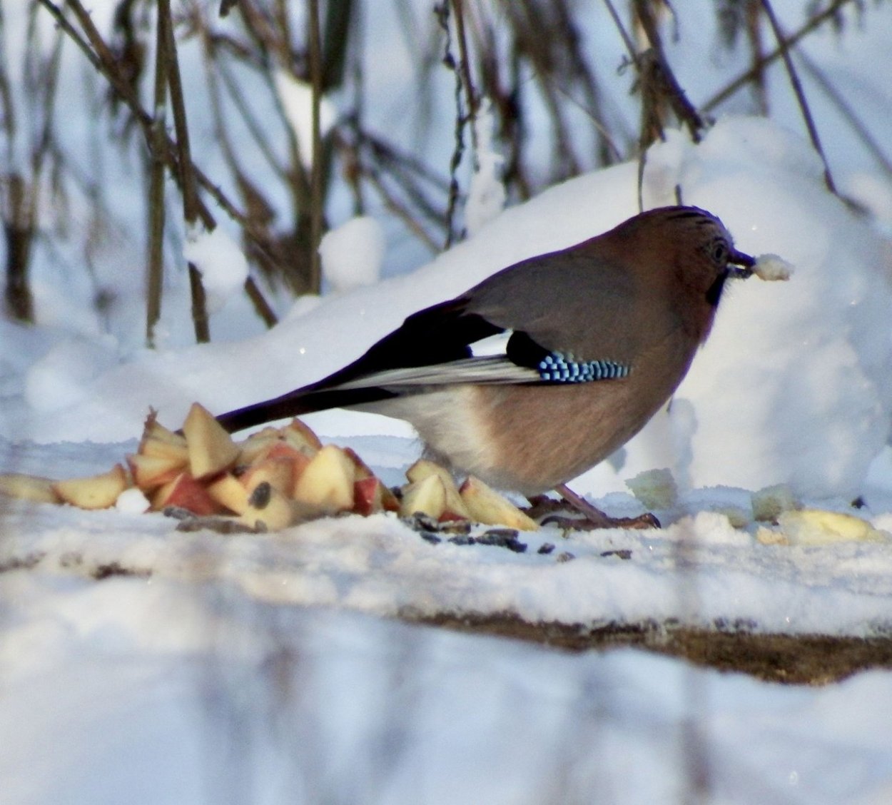 Сойка зимой фото