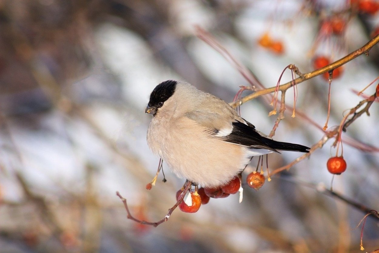 Белый Снегирь