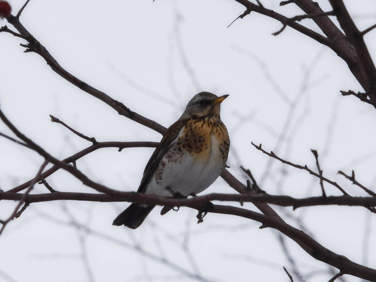 Птицы Алтайского края рябинник