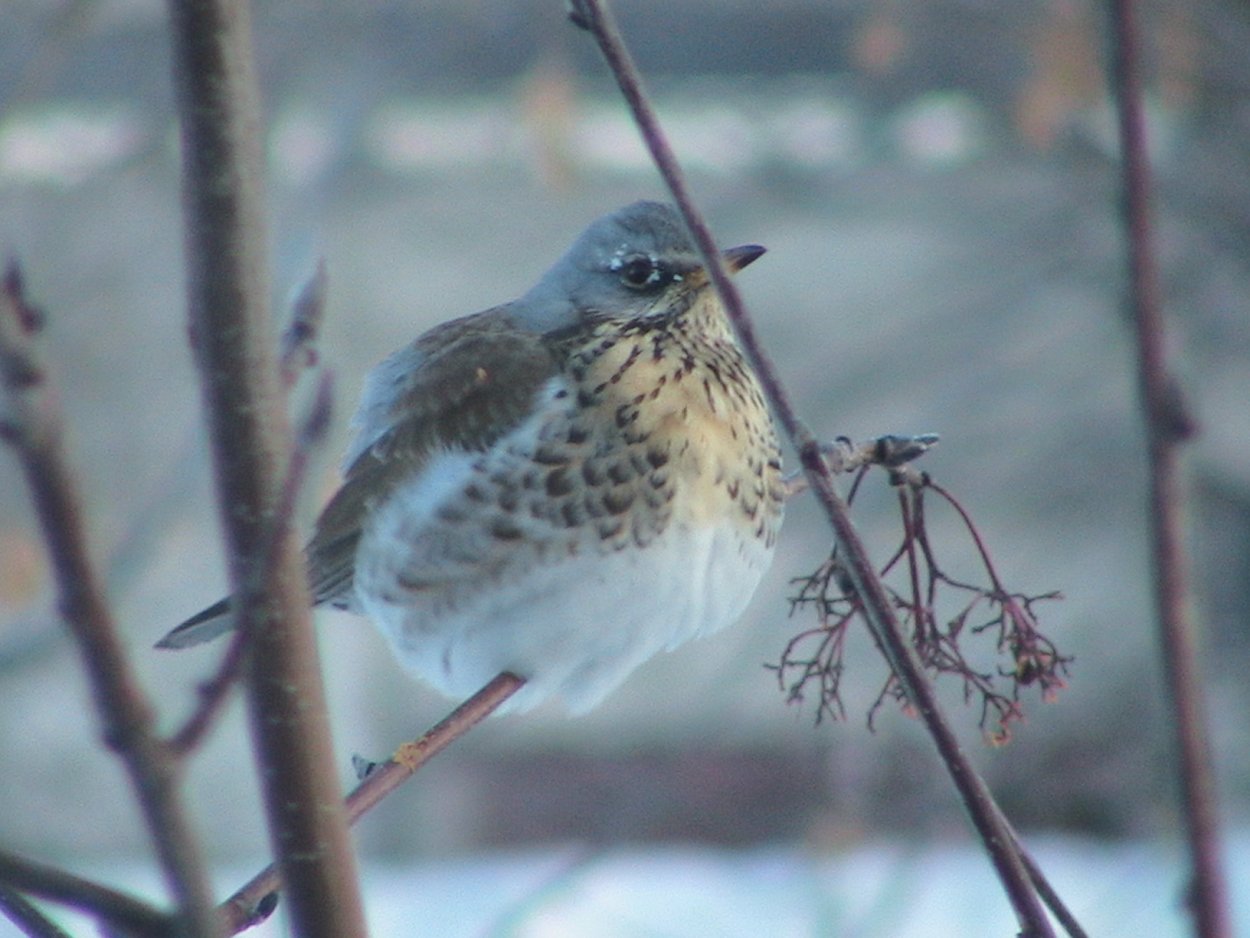 Дрозды прилетели