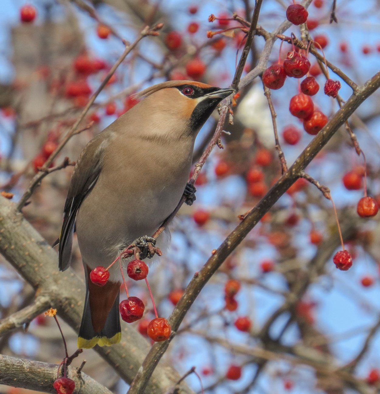 Свиристель Уральская