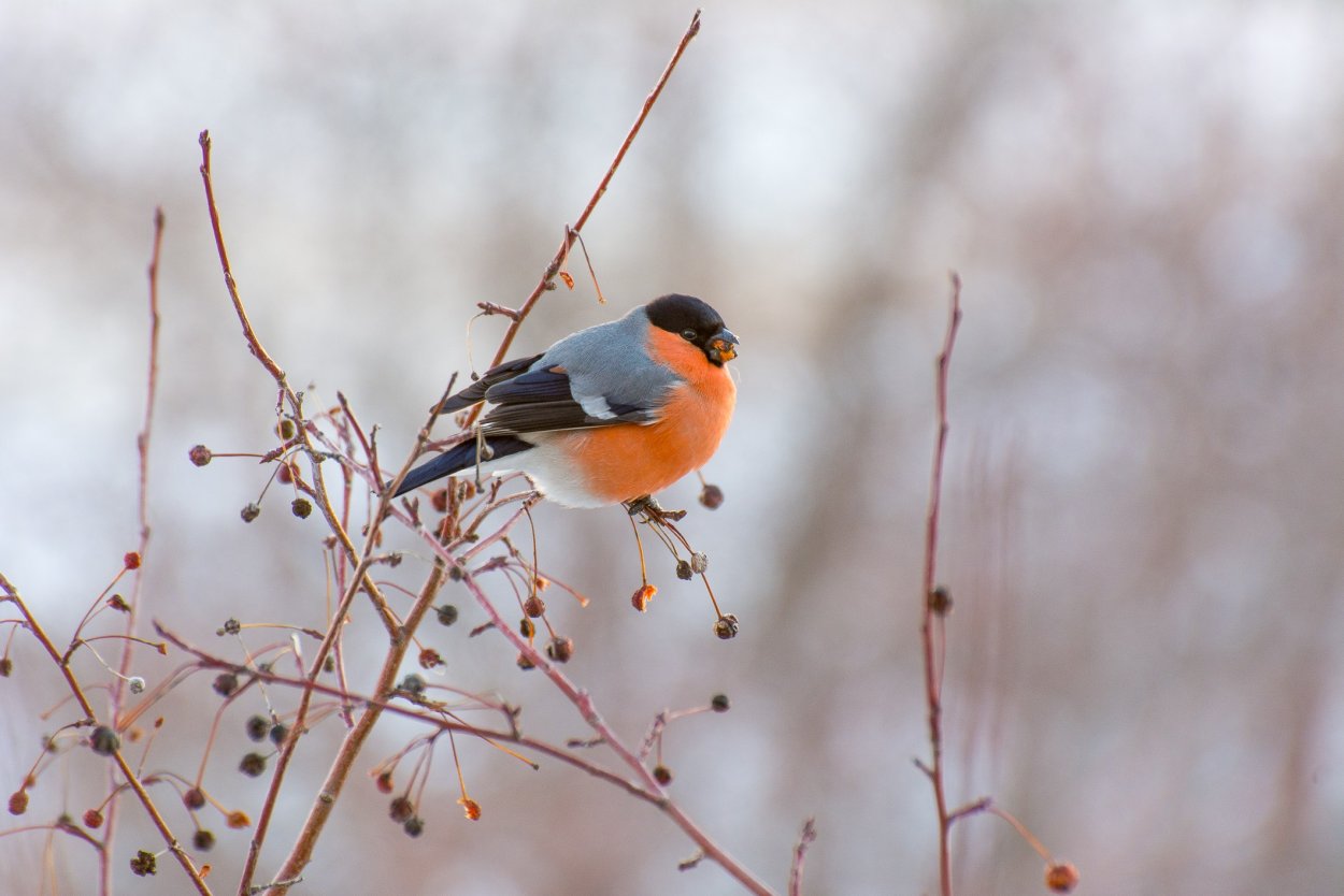Снегири улетают