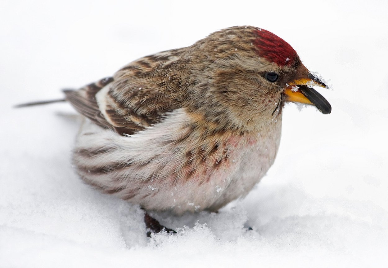 Круглая птичка зимой порода