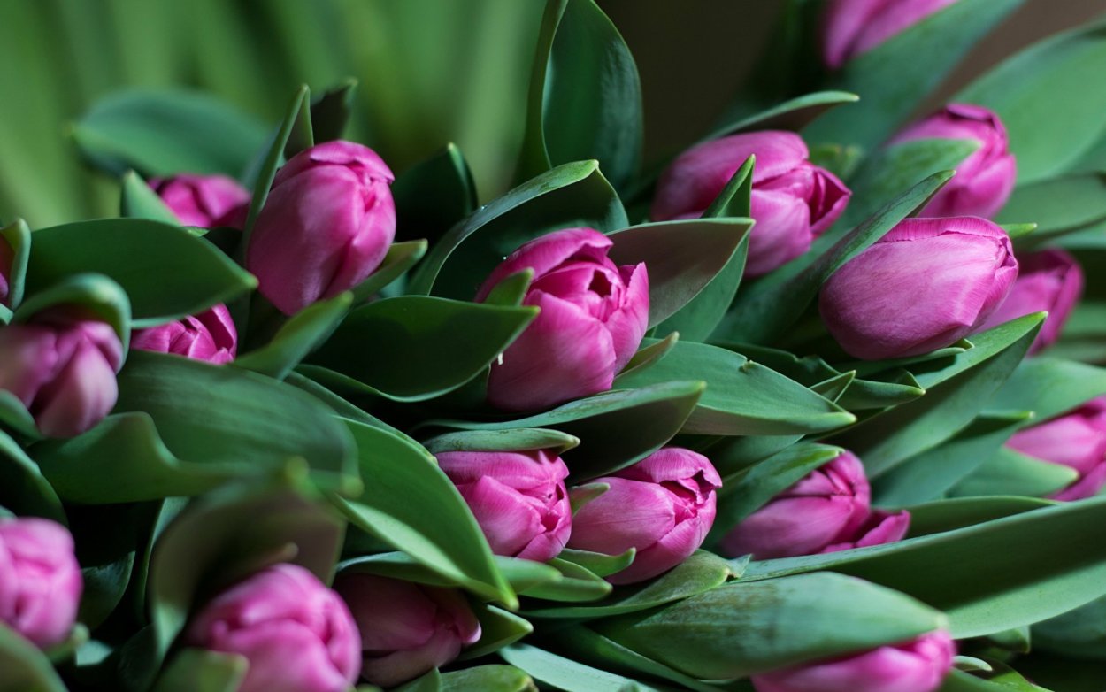 Тюльпаны 4к