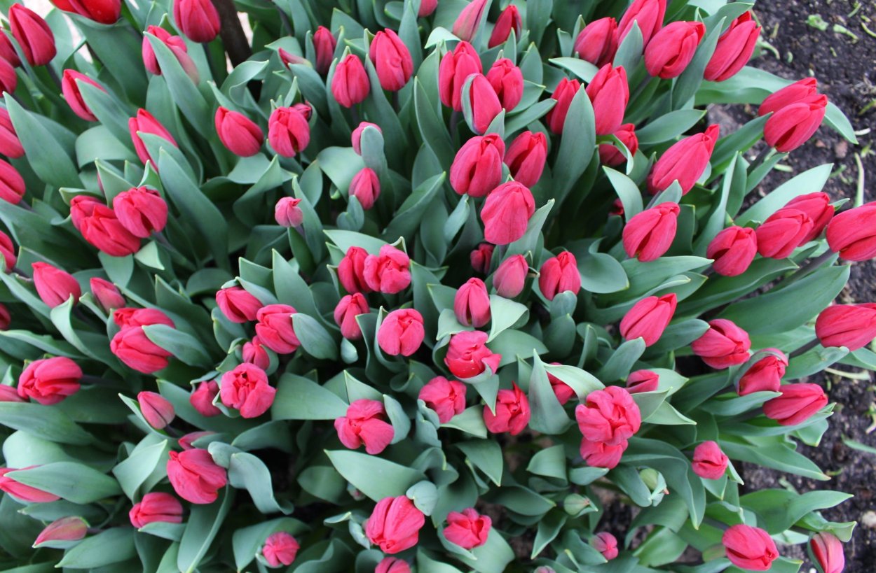 Тюльпаны фуксия