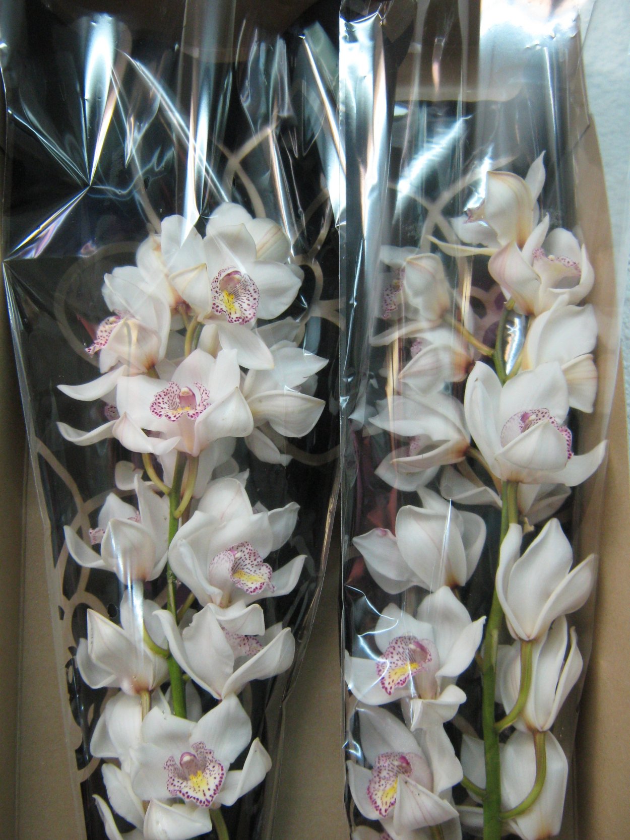 Орхидея Цимбидиум ветка